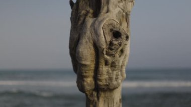 Sahildeki ağaç gövdesi, kapat.