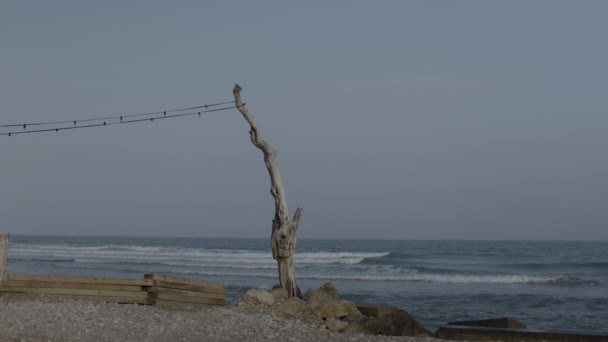 Tronco d'albero sulla spiaggia, da vicino — Video Stock