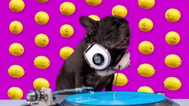 Buldog limon arkaplanlı plaklar çalıyor