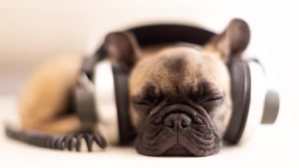 Lindo bulldog tendido con auriculares — Vídeo de stock