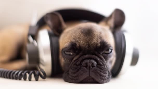 Mignon bulldog pose avec écouteurs — Video