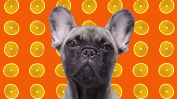 Pet bulldog facing camera with oranges falling in background — Stock Video