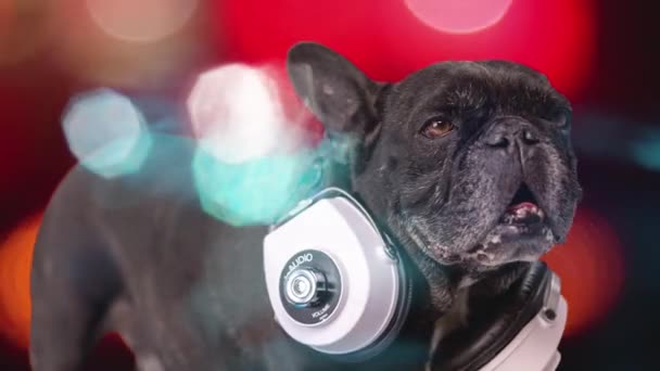 DJ franse bulldog met hoofdtelefoon — Stockvideo