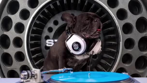 DJ Fransk bulldog med hodetelefoner – stockvideo