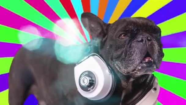 DJ franse bulldog met hoofdtelefoon — Stockvideo