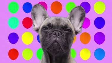 Arka planda parti balonları olan Bulldog.