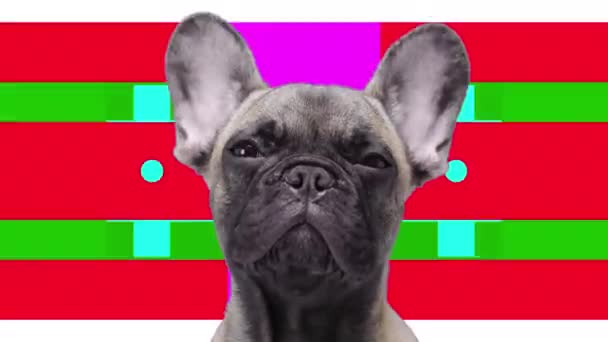 French Bulldog Puppy Looking Camera Abstract Psychedelic Background — Stock Video