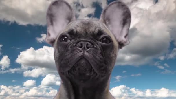 Bulldog com nuvens passageiras no fundo — Vídeo de Stock