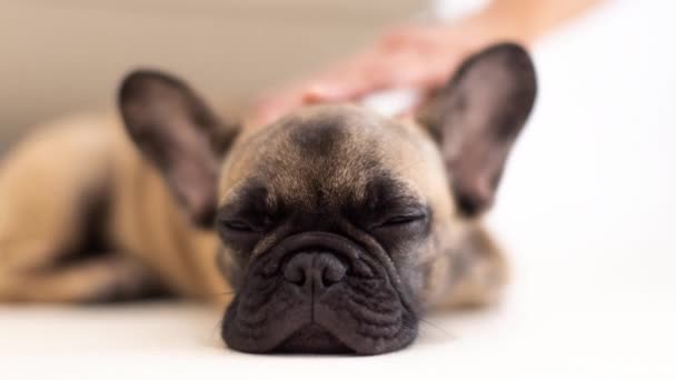 Un simpatico cucciolo di bulldog francese viene accarezzato — Video Stock
