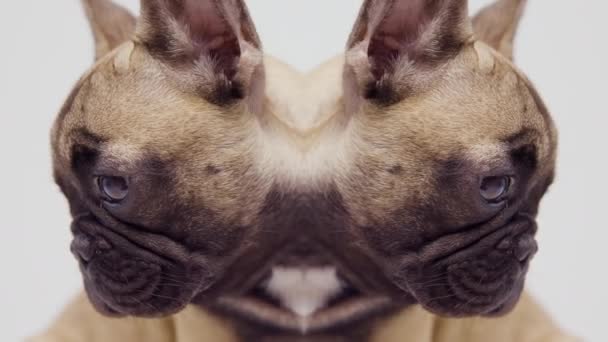 Carino bulldog, filmati di studio — Video Stock