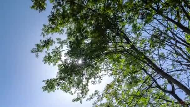 Luz del sol a través de los árboles en primer plano — Vídeo de stock