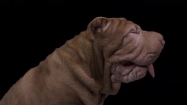 Shar pei köpeğinin siyah bir geçmişi var.