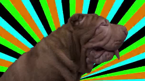 Shar pei dog with abstract background — Stock Video