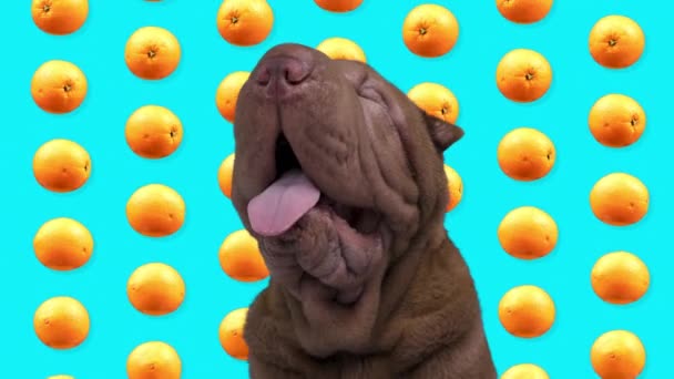 Shar pei dog with falling oranges fone — стоковое видео