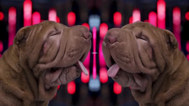 Shar pei hund med abstrakt bakgrund — Stockvideo