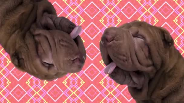 Shar pei hund med abstrakt bakgrund — Stockvideo