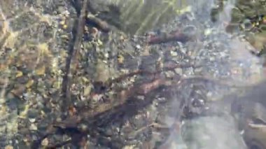 Sığ bir nehrin dibinde