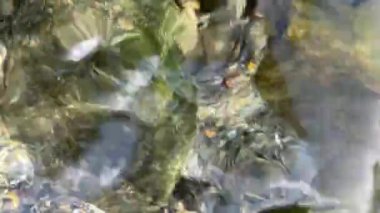 Sığ bir nehrin dibinde