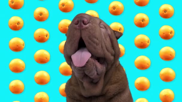 Shar pei dog with falling oranges fone — стоковое видео