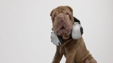 Beyaz arka planlı Shar pei köpeği