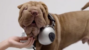 Beyaz arka planlı Shar pei köpeği