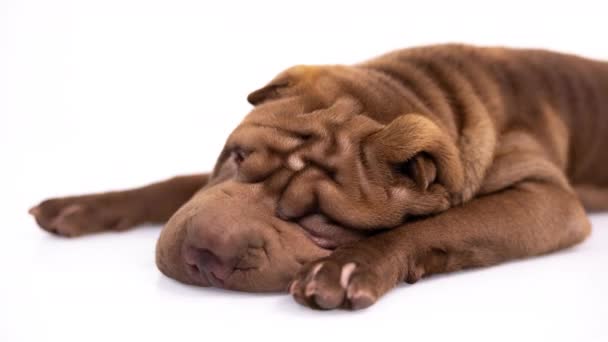 Beyaz arka planlı Shar pei köpeği — Stok video