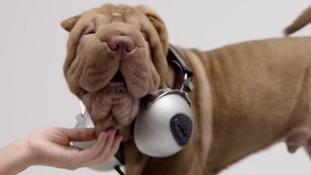 Shar pei hund med vit bakgrund — Stockvideo