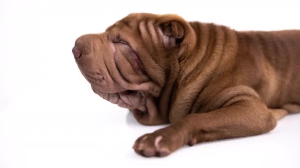 Shar pei cane con sfondo bianco — Video Stock