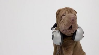 Beyaz arka planlı Shar pei köpeği