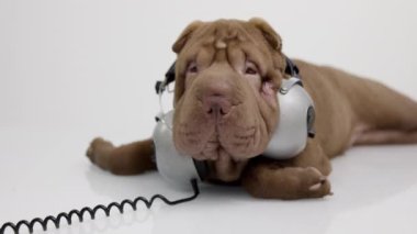 Beyaz arka planlı Shar pei köpeği