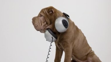 Beyaz arka planlı Shar pei köpeği
