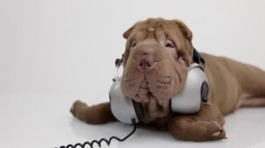 Beyaz arka planlı Shar pei köpeği
