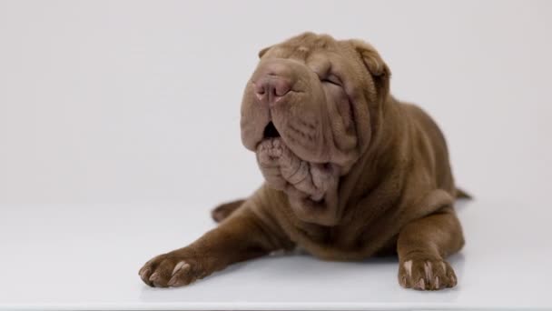 Shar pei dog with white background — Stock Video