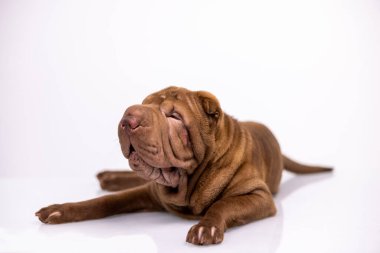 Beyaz arka planlı Shar pei köpeği