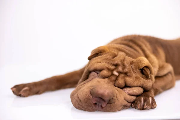 Shar pei kutya fehér háttér — Stock Fotó