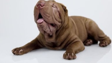 Beyaz arka planlı Shar pei köpeği