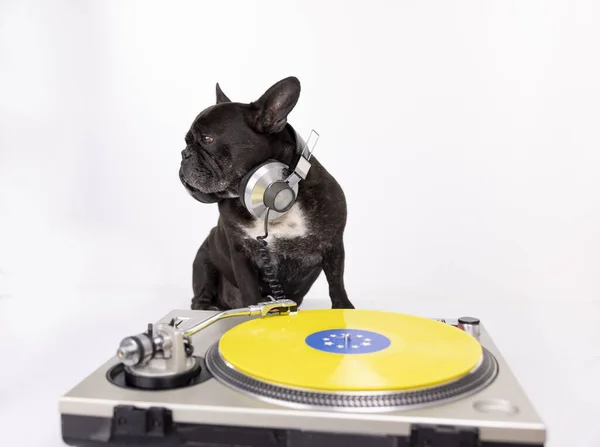 DJ французский бульдог играет пластинки — стоковое фото