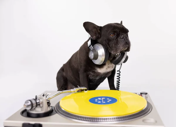 DJ franse bulldog spelen platen — Stockfoto