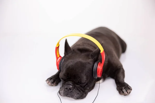 Un bulldog francés con auriculares — Foto de Stock