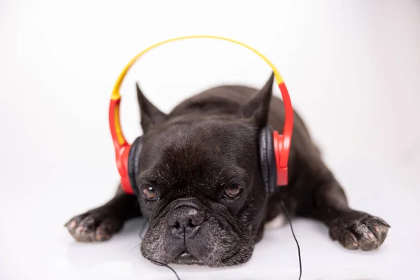 Um bulldog francês com fones de ouvido — Fotografia de Stock