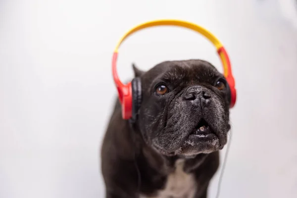 Um bulldog francês com fones de ouvido — Fotografia de Stock