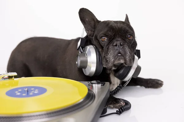 DJ bulldog francés reproducción de discos — Foto de Stock