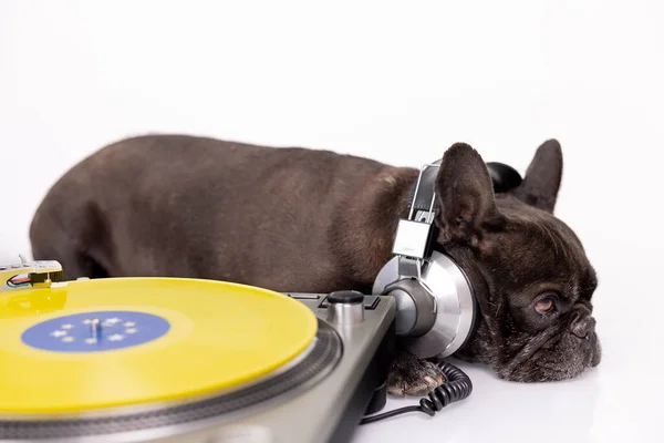 DJ franse bulldog spelen platen — Stockfoto