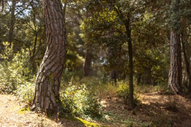 Ağaçlarda gölgeler olan orman