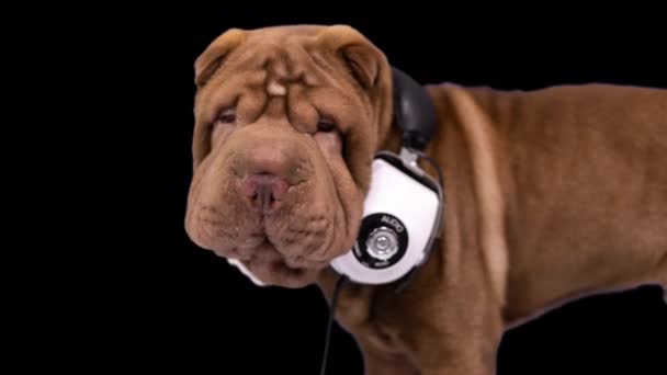 Shar pei cane con cuffie — Video Stock