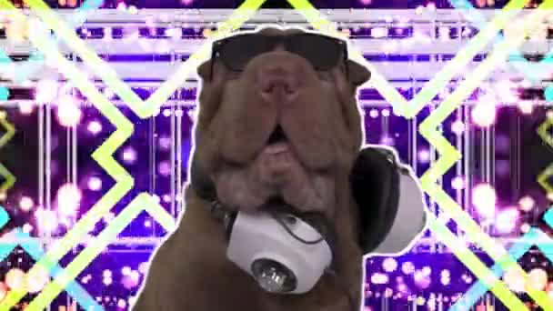 Шар Пей Собака с диско фоном — стоковое видео