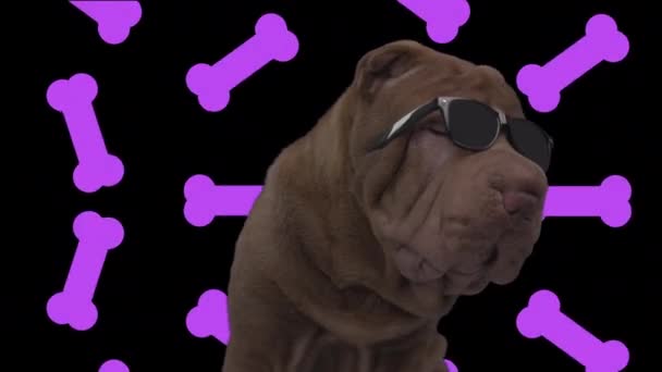 Shar pei dog with falling bones background — Stock Video