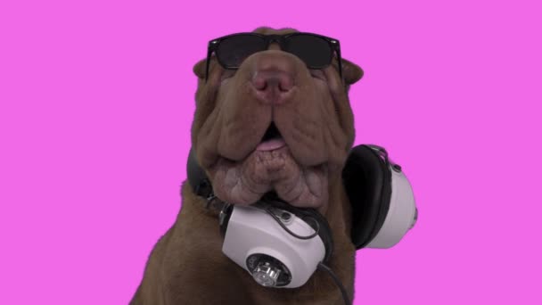 Shar pei dog con gafas de sol y auriculares — Vídeo de stock