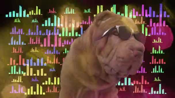 Shar pei hund med disco bakgrund — Stockvideo