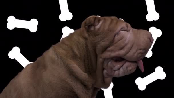 Düşen kemikleri olan Shar Pei köpeği. — Stok video